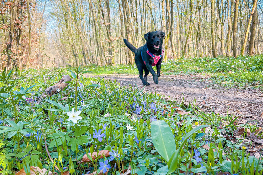 Wenn die Welt um deinen Hund enger wird: Was Nasenarbeit in der Brut- und Setzzeit wirklich leistet - Schnüffeltüftler