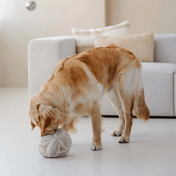 Der Schnüffelball Bobby in 19cm Durchmesser