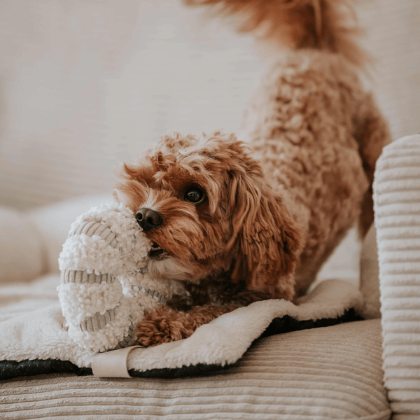 Schnüffelspielzeug DAISY - perfekt zum Einstieg in die Hundewelt des Schnüffelns