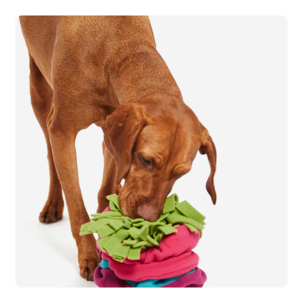Hund steht vor der Sniffroll von Knauder’s Best und steckt neugierig seine Nase in den Fleecerasen – interaktives Schnüffelspielzeug zur Nasenarbeit und Enrichment
