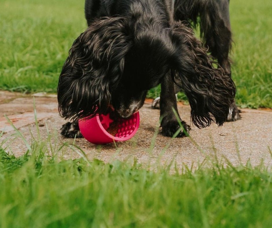 Sind BPA im Hundespielzeug gefährlich? - Schnüffeltüftler