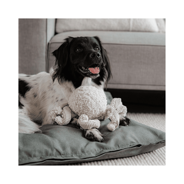 Krake SQUID - Schnüffeltüftler