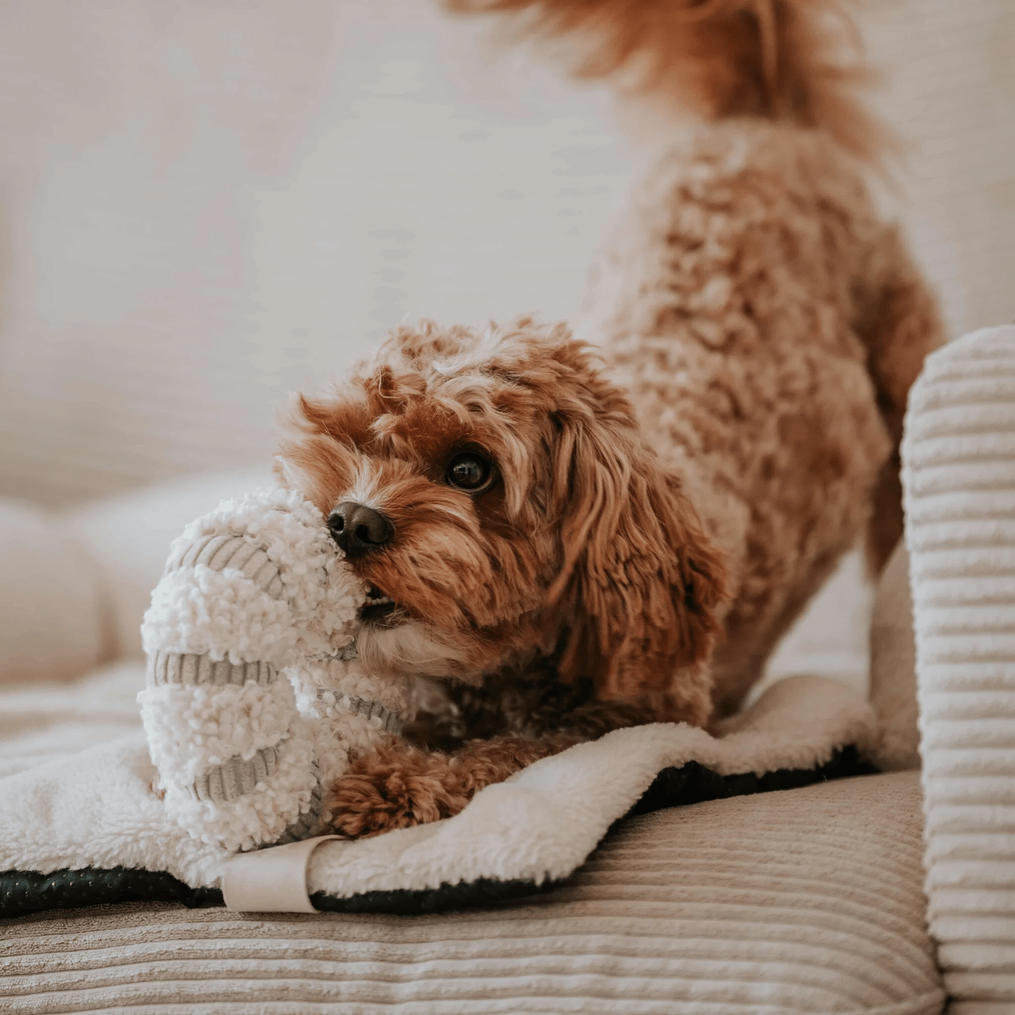 Schnüffelspielzeug DAISY - perfekt zum Einstieg in die Hundewelt des Schnüffelns