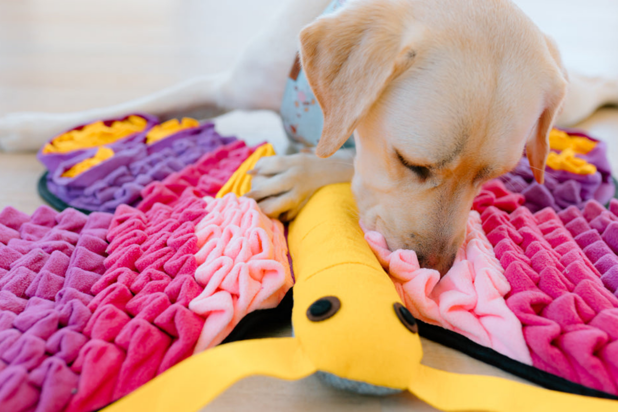Ein Labrador spielt begeistert mit der innovativen Schnüffelmatte von PawzNDogz – sie fördert artgerechte Nasenarbeit und mentales Enrichment für glückliche Hunde. 