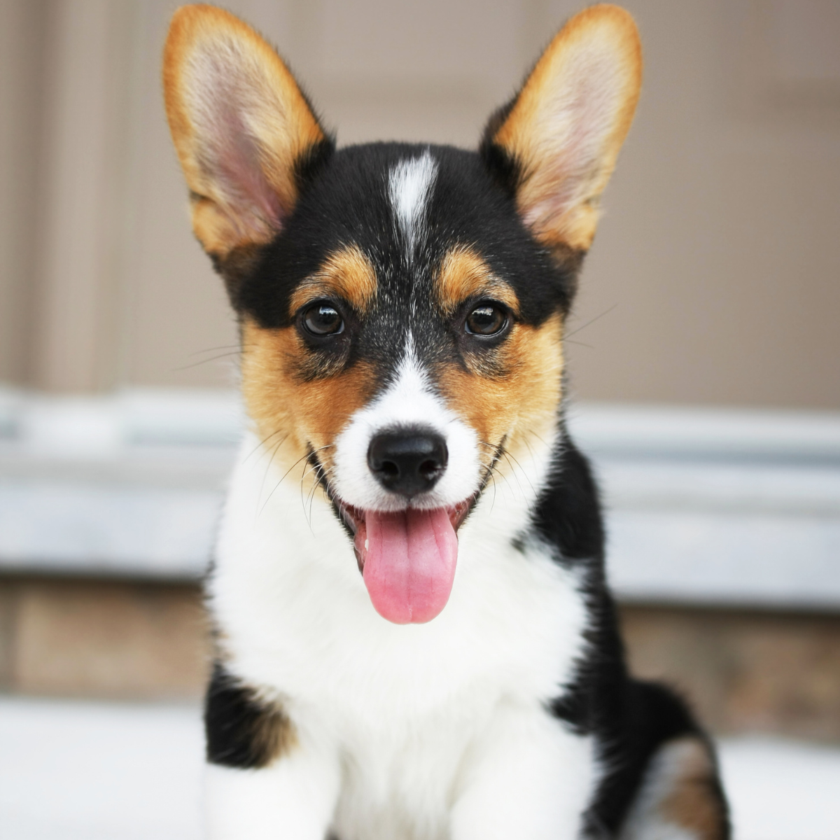 Fröhlicher kleiner Hund Corgi – Empfehlungen für Spielzeug für kleine Hunde mit großen Ansprüchen: Entdecke unsere exklusiven Enrichment-Produkteund Spielzeuge für kleine Hunde im Schnüffeltüftler-Shop.